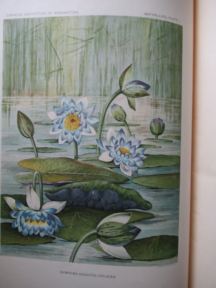 Item #23548 THE WATERLILIES, A MONOGRAPH OF THE GENUS NYMPHAEA. Henry S. Conard.