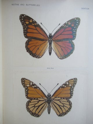 Item #23811 AS NATURE SHOWS THEM, MOTHS AND BUTTERFLIES OF THE UNITED STATES EAST OF THE ROCKY...