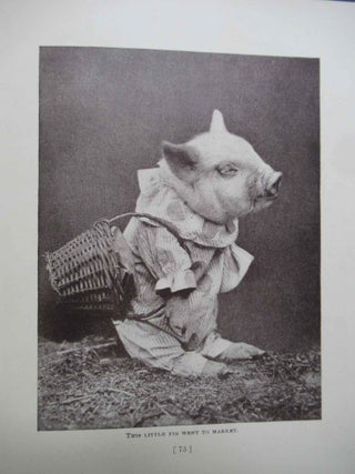 THE ANIMAL MOTHER GOOSE, with Characters Photographed from Life.